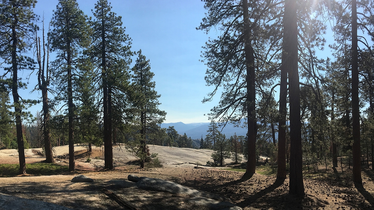 UNM scientists find climate-driven tree mortality and fuel aridity